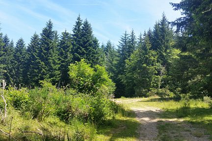 Dans la forêt calme et ombragée