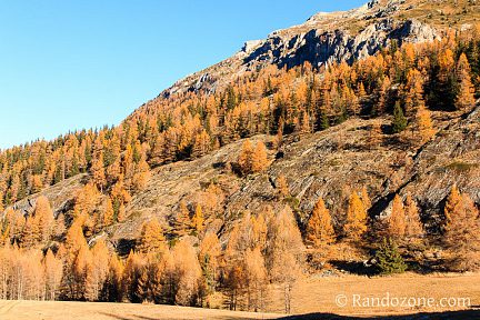 Des mélèzes en Vanoise