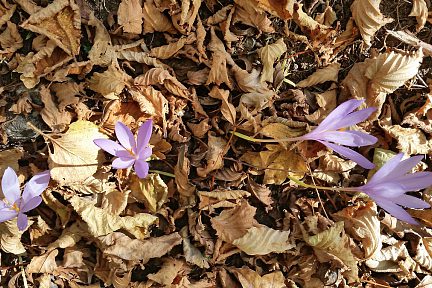 Colchiques et feuilles d'automne