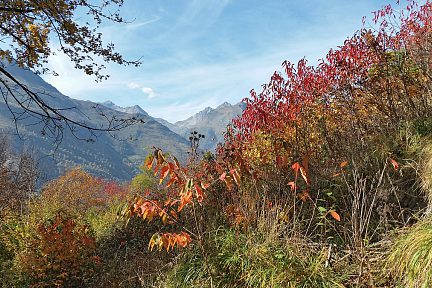 La végétation aux couleurs de l'automne