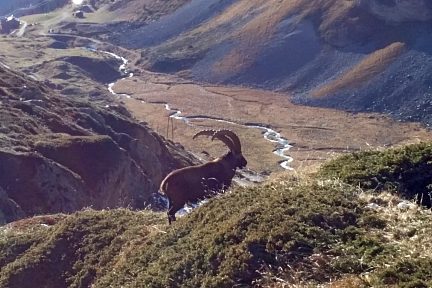 Rencontre avec un bouquetin des Alpes