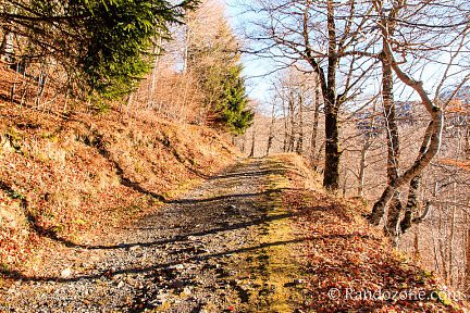 Début de la randonnée dans la forêt