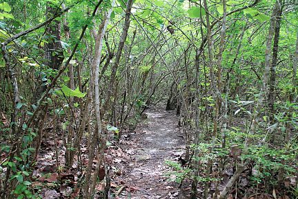 Le chemin traverse la mangrove depuis l'Anse du Souffleur