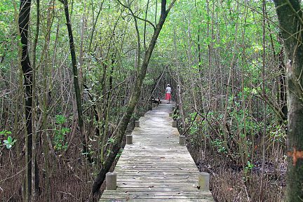 La traversée de la mangrove continue sur le sentier aménagé