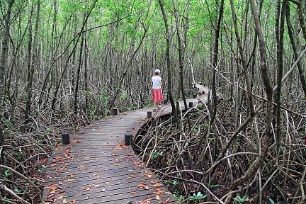Un paysage surnaturel de chaque côté de nous dans la mangrove de Guadeloupe