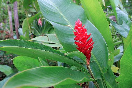 Alpinia rose prononcé