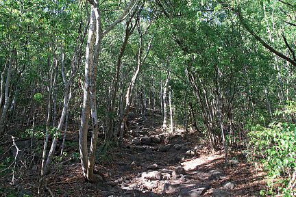 Le chemin grimpe très raide dans la foret sèche