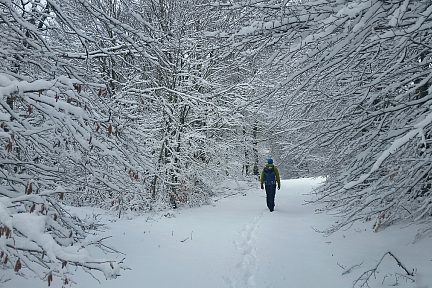 Promenons-nous dans les bois blancs