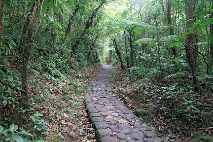 La voie pavée traverse la foret