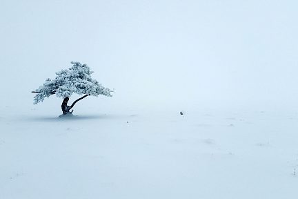 Arbre solitaire non loin de la boralde de Poujade