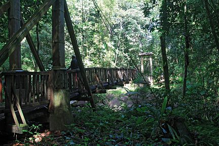 Passerelle dans la forêt de la pluie