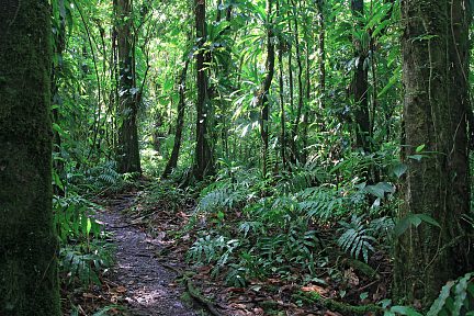 Le sentier parcours la forêt dense humide