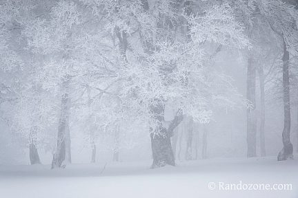Arbres fantomatiques
