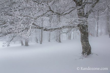 Forêt d'Aubrac