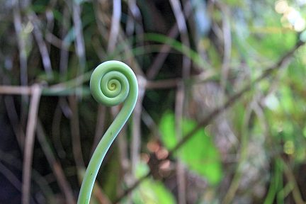 On découvre toute sorte de plantes dans cette forêt
