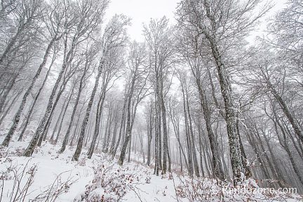 Forêt blanche