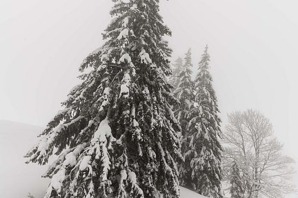 Habillées en neige