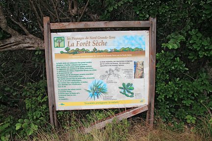 Balade dans la foret sèche, le pied !