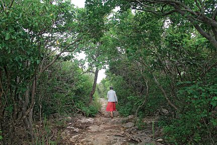 On progresse dans la foret sèche