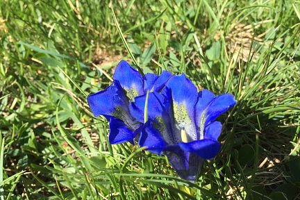 Fleur lors d'une randonnée à Cauterets