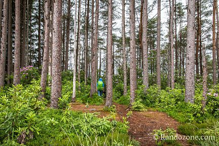 Une très belle forêt