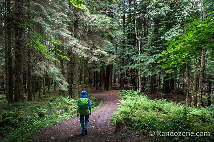 Superbe forêt à la fin de la balade