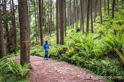On traverse une très belle forêt