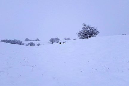 A côté de Saint Urcize, dans le Cantal