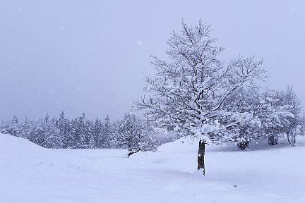 La neige tombe sur l'Aubrac