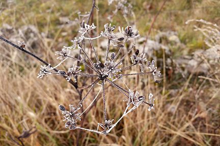 Le givre gagne toute la nature