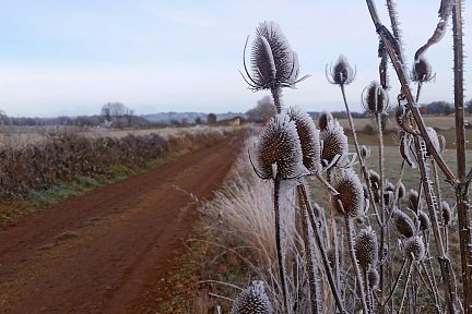 Des chardons bordent la piste de terre