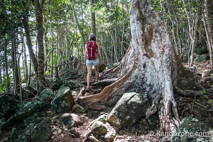 La forêt domaniale du littoral de Trois-Rivières est vraiment superbe