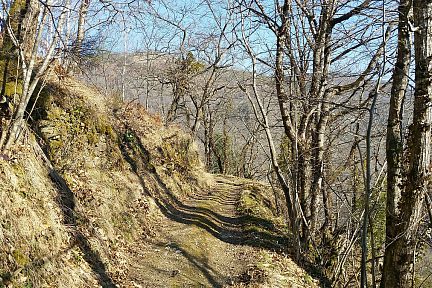 Sur le chemin boisé de la hêtraie