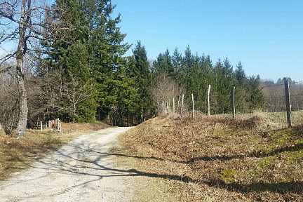 La piste qui va dans la forêt