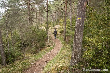 On se retrouve dans la forêt