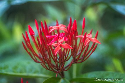 Jolie fleur dans le jardin de Deshaies
