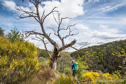 Passage près d'un arbre très esthétique