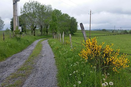 Les genêts sont en fleur partout