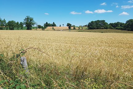 Les jolis champs de blé à perte de vue