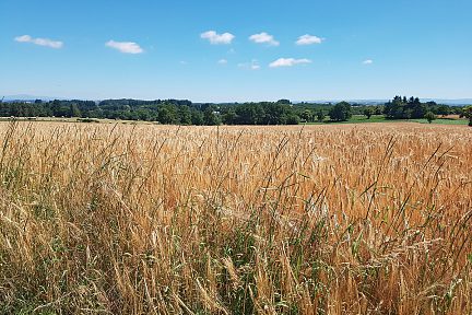 Des blés et la nature au loin