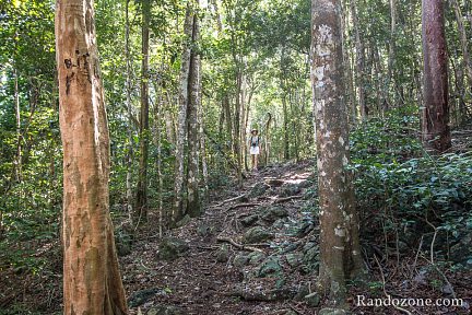 La randonnée commence dans une belle forêt