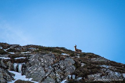 Un isard qui nous surveille