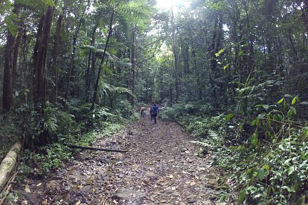 Forêt vraiment très sympa