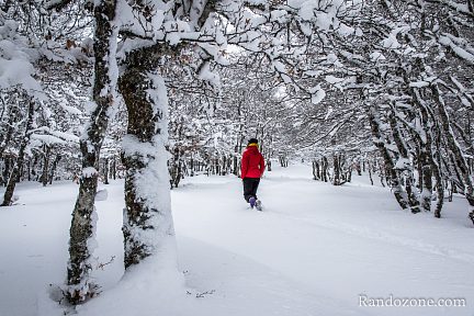 On marche sous les arbres dans la neige