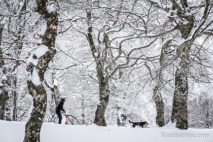 Passage d'un traineau à chiens dans la forêt