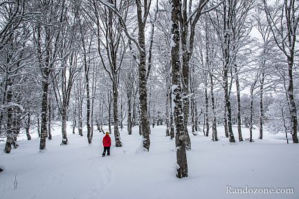 Superbe forêt d'arbres enneigés