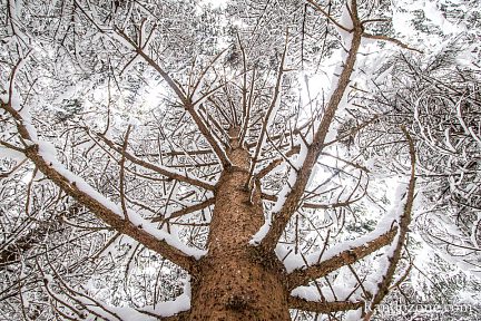 Dans la forêt recouverte de neige