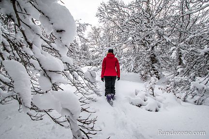 La neige a bien tenu sur les arbres