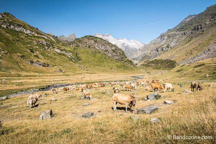 Un cadre sympa pour les vaches