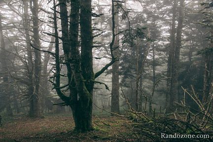 Forêt dans le brouillard